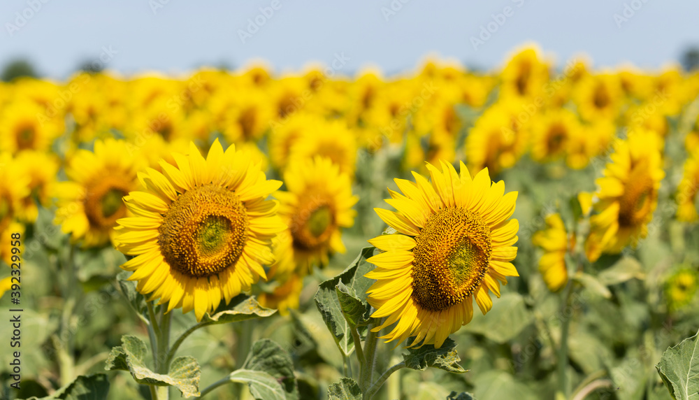Field of Golden sunflowers, illuminated by the midday sun. Sunflower Flower Blossom. Field of Golden sunflowers, illuminated by the midday sun. Sunflower Flower Blossom.