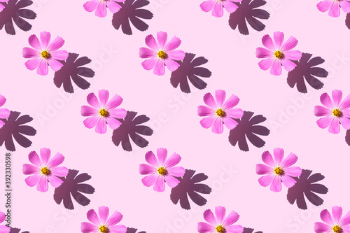 Seamless pattern of a beautiful pink flower Cosmos on pastel pink background. Minimal flowers concept in hard light with shadows. Abstract backdrop. Top view. © Veronika
