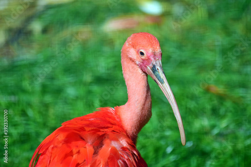 Beautiful Red Bird Eudocimus Ruber Close Up Portrait