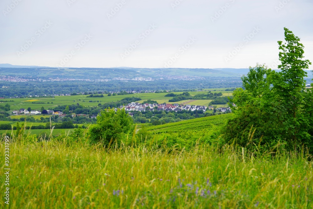 Rheintal bei Eltville