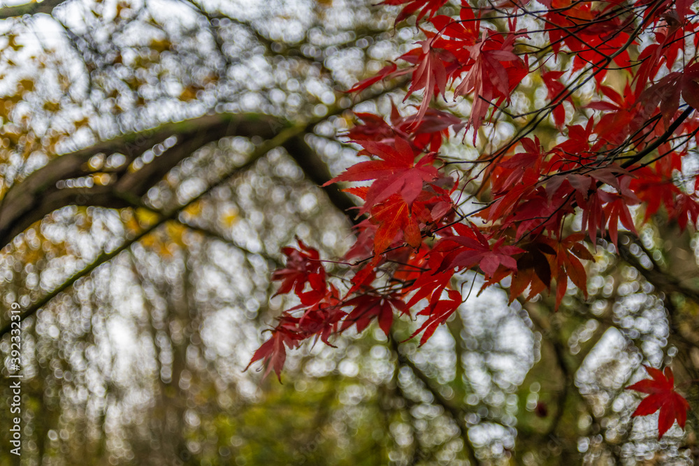 Japanese Maple Acer Leaves in Autumn read autumn leaves Japanese Maple Acer Leaves in Autumn read autumn leaves