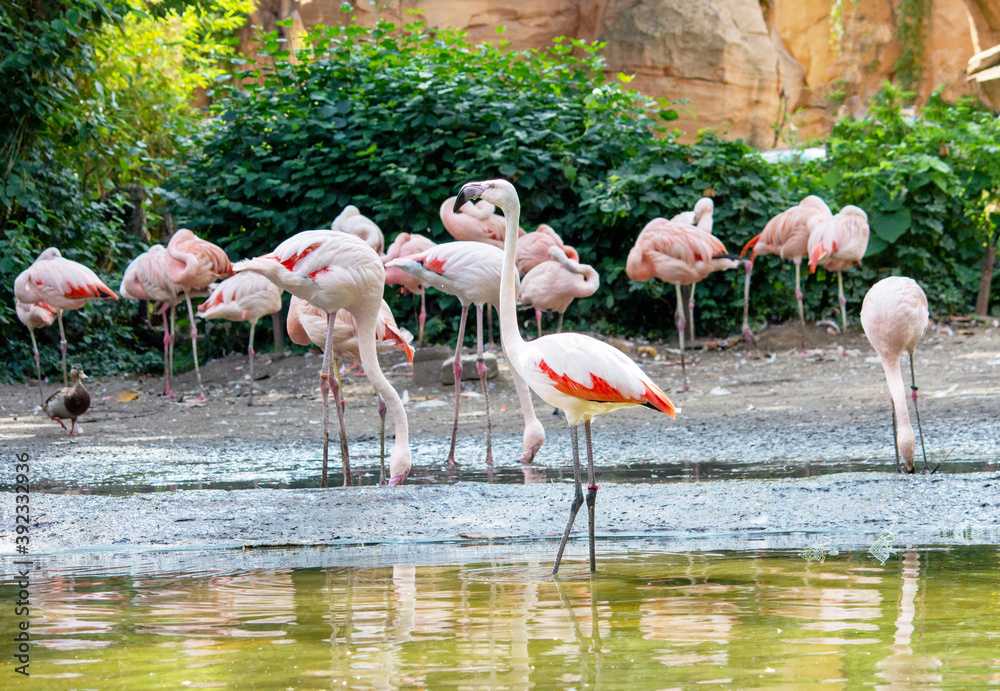 a group of Chilean flamingo looking for food in the water, Phoenicopterus chilensis