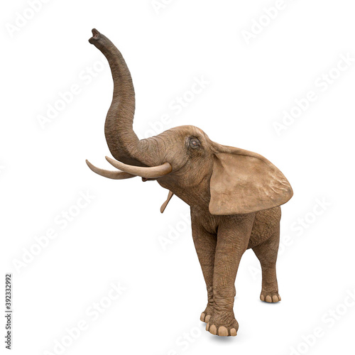 elephant is doing a scent pose in white background