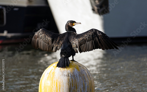 Φωτογραφία Great Cormorant (Phalacrocorax carbo) spreading its wings on a yellow floating buoy in a port