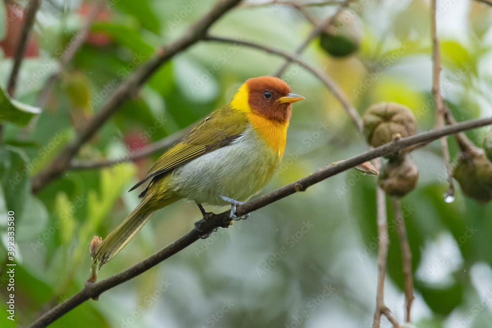 Ave da floresta atlântica. SAÍRA-FERRUGEM - Hemithraupis ruficapilla - Macho Ave da floresta atlântica. SAÍRA-FERRUGEM - Hemithraupis ruficapilla - Macho