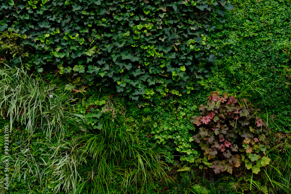 Fototapeta premium 草の壁（東京駅）