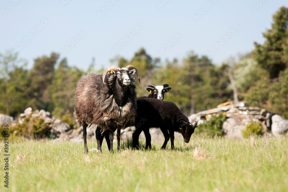 Black sheep. The Gute (Gutefår) is a landrace-based breed of domestic sheep native to the Swedish island of Gotland Black sheep. The Gute (Gutefår) is a landrace-based breed of domestic sheep native to the Swedish island of Gotland
