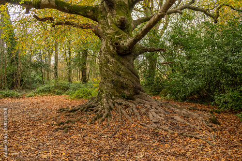 Large old tree that has grown twisted around 