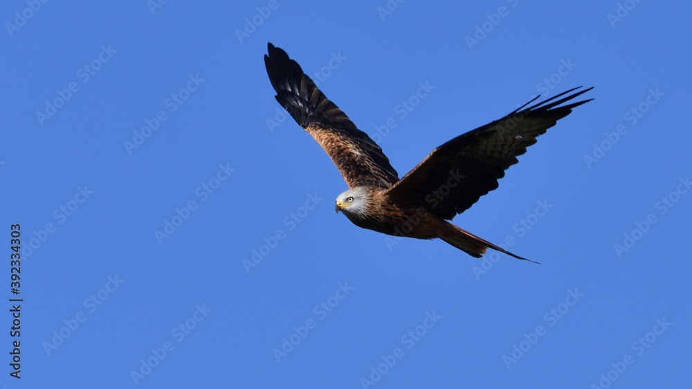 Fototapeta premium Red Kite, Oxfordshire