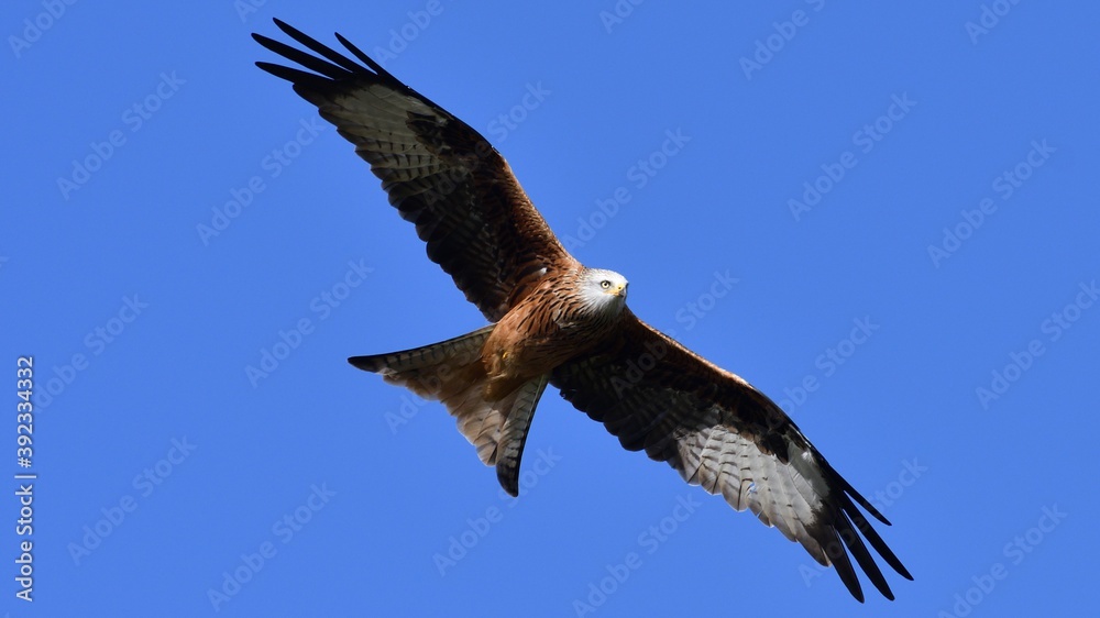 Obraz premium Red Kite, Oxfordshire