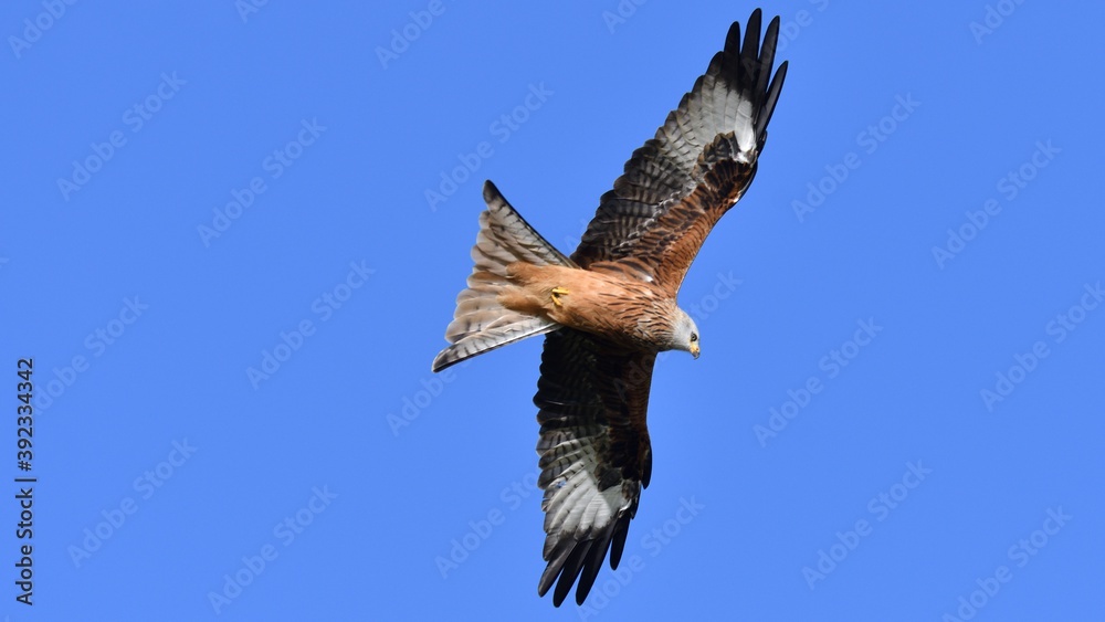 Naklejka premium Red Kite, Oxfordshire