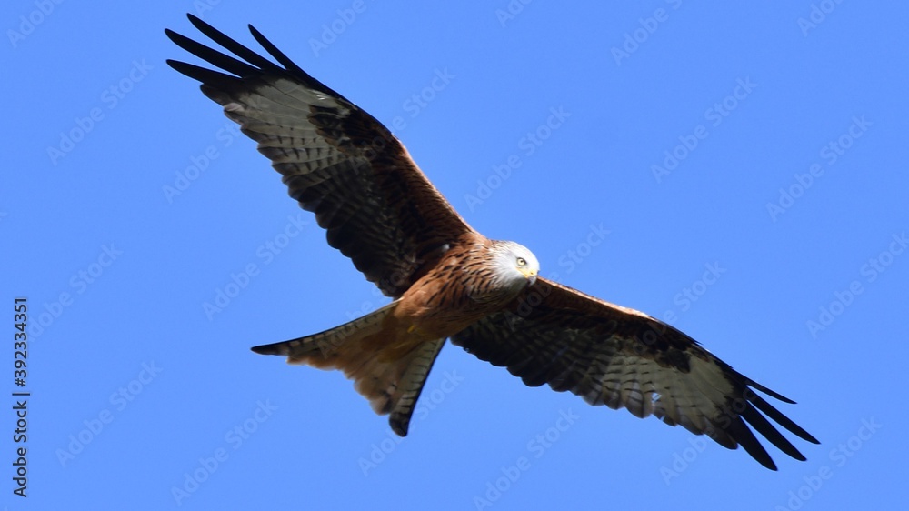 Fototapeta premium Red Kite, Oxfordshire