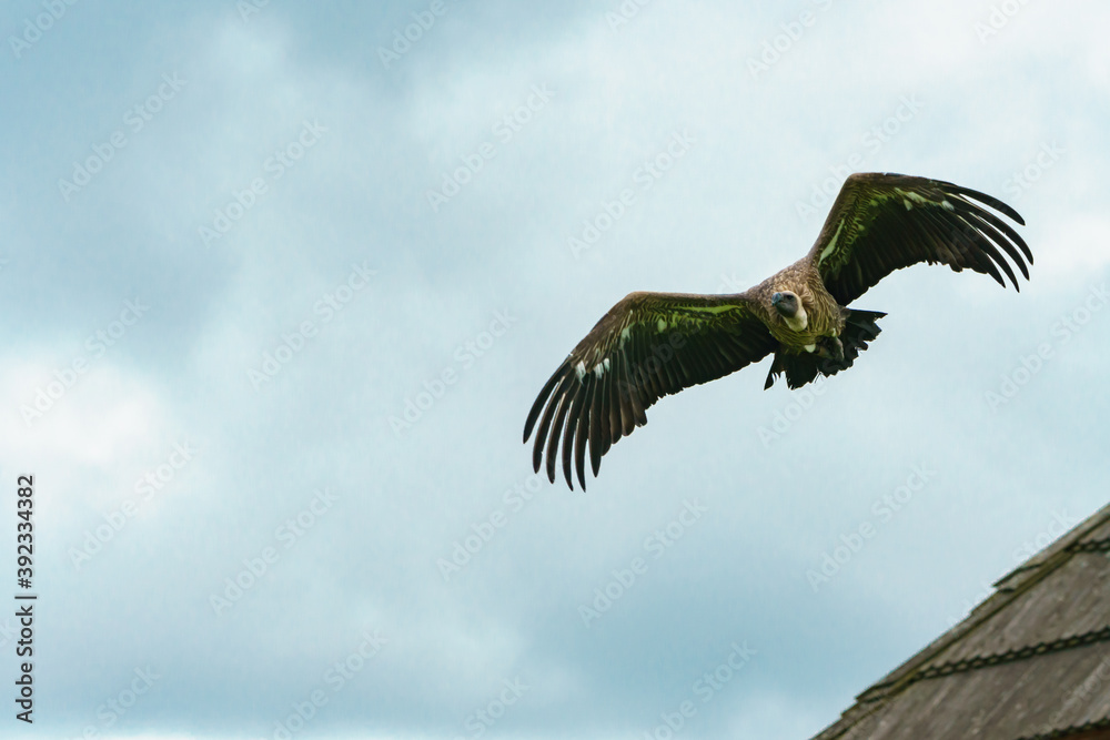 Obraz premium Geier im Anflug