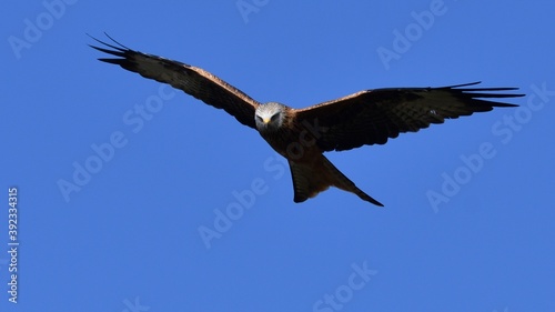 Red Kite, Oxfordshire