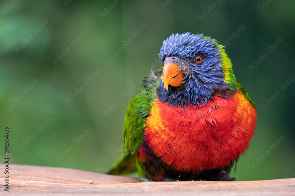 Portrait eines Papageis