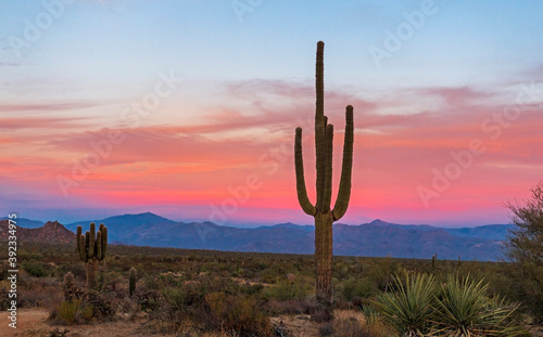 Image Of Lone Saguaro Cactus At Dusk In Desert 