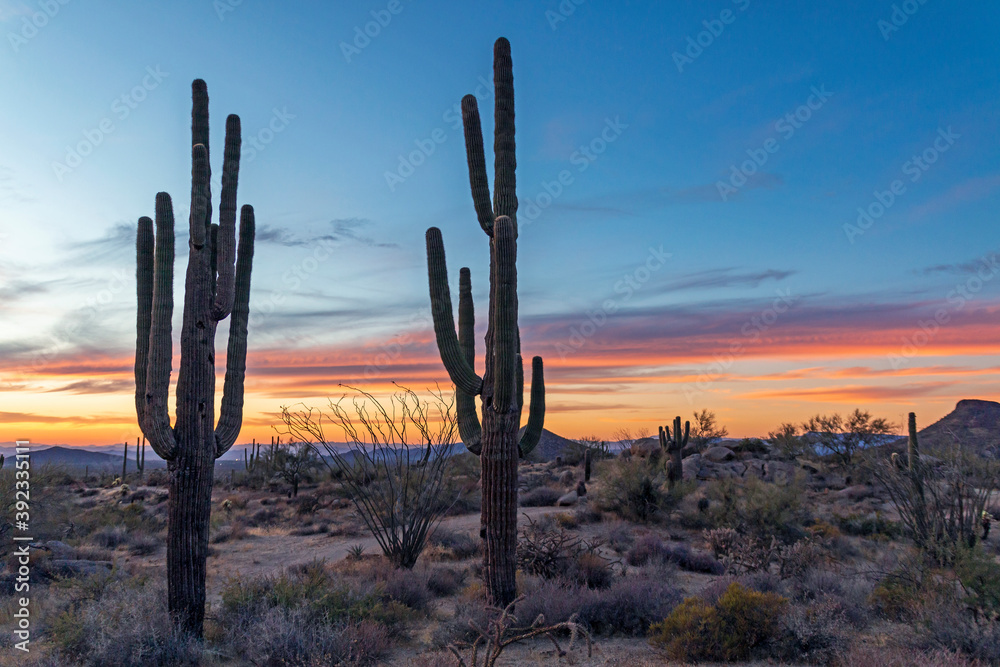 Close Up View Of Two Cactus Near A  Desert Trail At Sunset or Dusk
