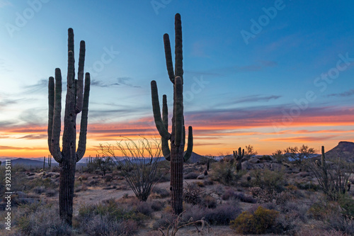 Close Up View Of Two Cactus Near A Desert Trail At Sunset or Dusk