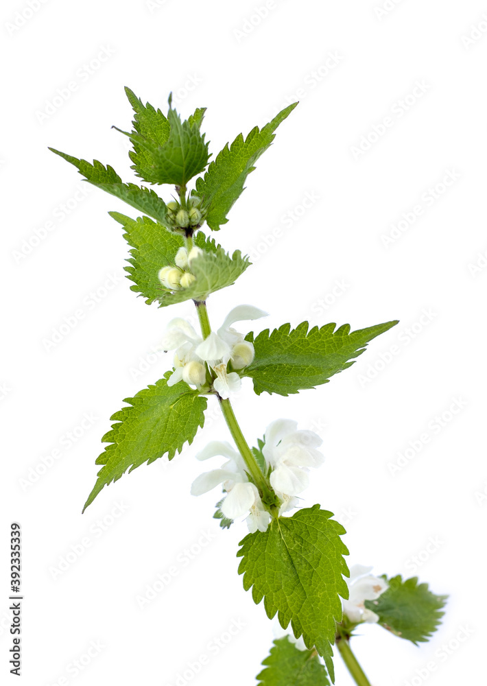 White nettle or white dead-nettle. Lamium album on white background. White nettle or white dead-nettle. Lamium album on white background.