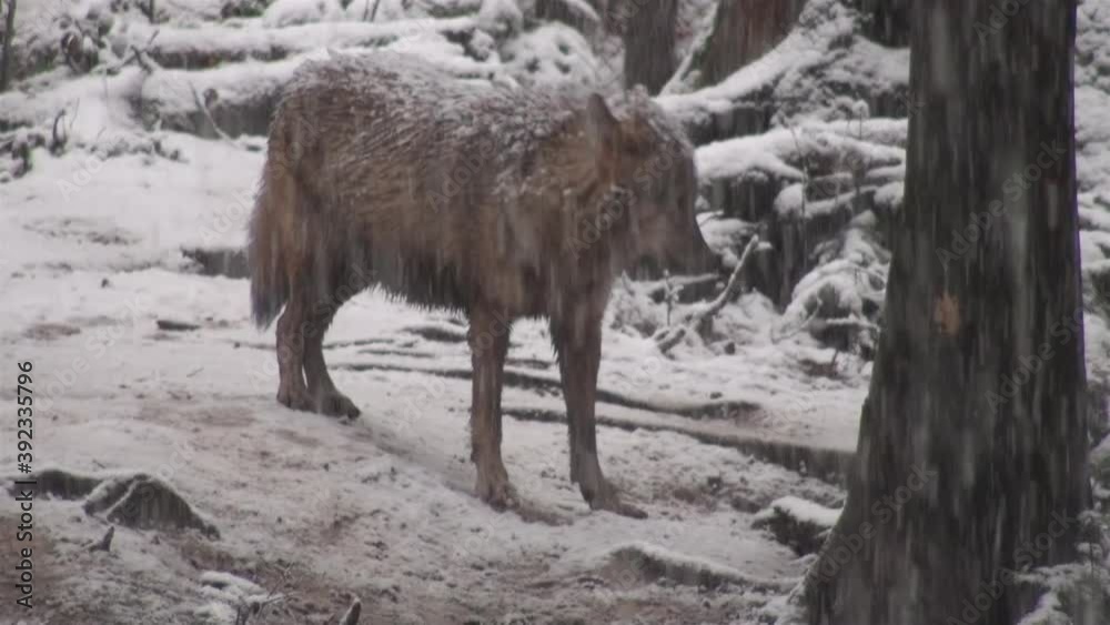 Wolves in winter, herd behavior in the snowy forest on the sleet, on frost when they become tense,cleaned up with video denoise. Wolves in winter, herd behavior in the snowy forest on the sleet, on frost when they become tense,cleaned up with video denoise.
