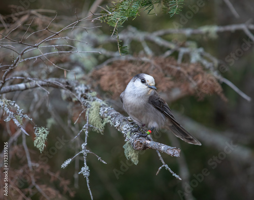 Canada Grey Jay (Perisoreus canadensis) bird in an evergreen forest  photo