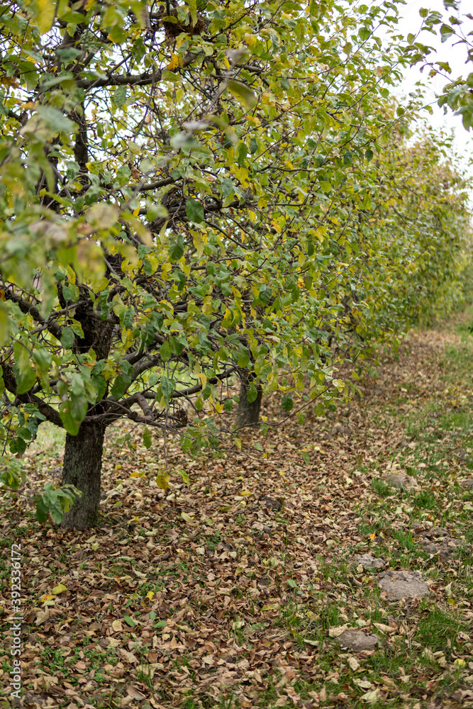 landscape of an apple orchard during fall season