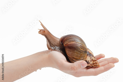 snail crawling on hand on white background, close-up, African mollusk Achatina, domestic pet