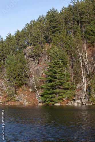 Evergreens on a steep bank of Costello Creek in Algonquin Park in November