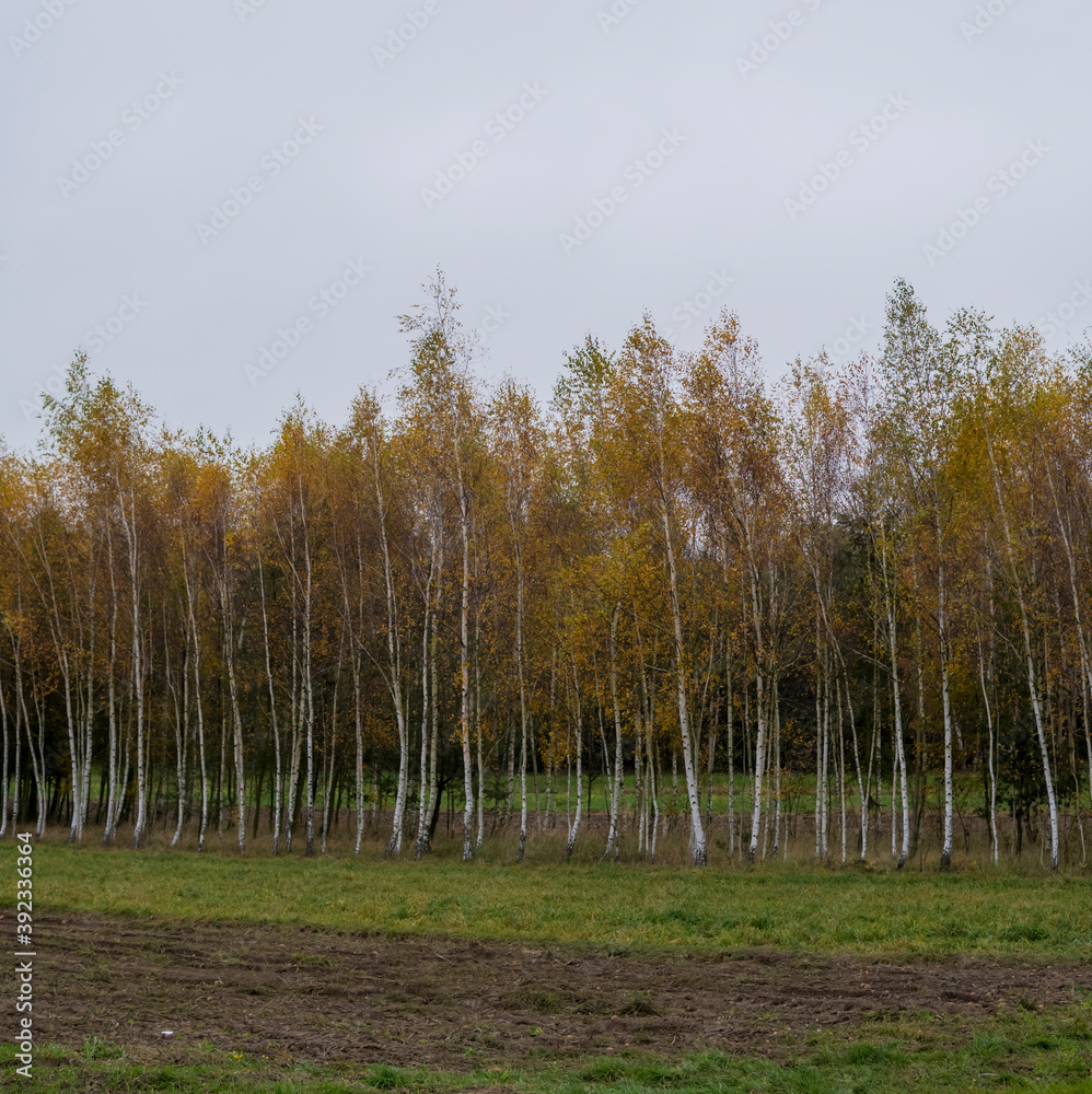 landscape with trees covered with gold and yellow leaves landscape with trees covered with gold and yellow leaves