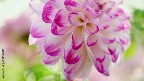 White and purple dahlia flower