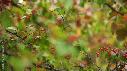 Hawthorn medicinal plant with berries