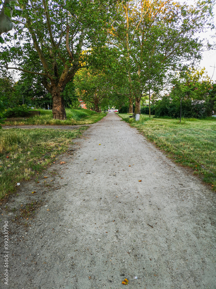 Long path in park between trees, bushes and bench on side