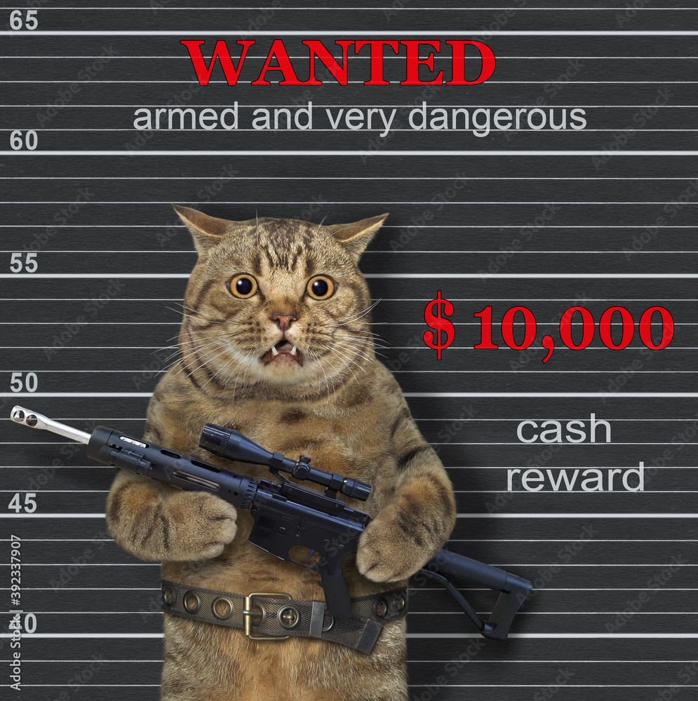 A cat criminal holds an assault rifle. Armed and very dangerous. He is  wanted. foto de Stock | Adobe Stock