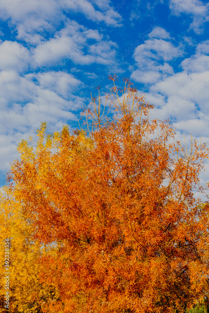 Fototapeta premium Trees filled with colorful autumn leaves
