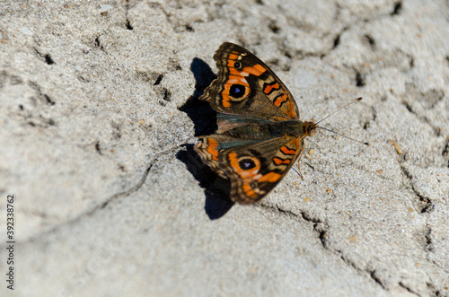 butterfly seen from above