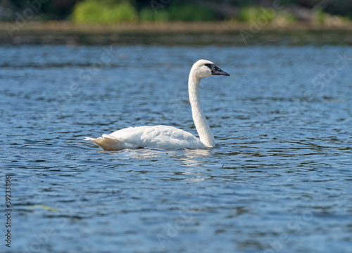 Trumpeter Swan in a North Woods Lake