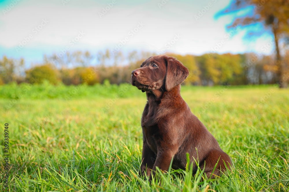 Junger brauner Labrador Welpe auf einer Wiese Junger brauner Labrador Welpe auf einer Wiese