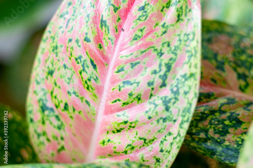 The beautiful leaf contains red and green pigment