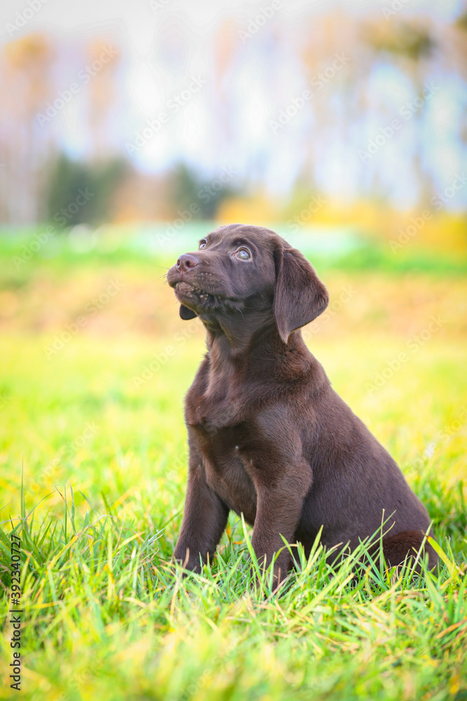 Junger brauner Labrador Welpe auf einer Wiese Junger brauner Labrador Welpe auf einer Wiese