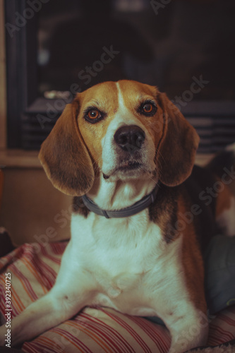 Beagle © Juan González