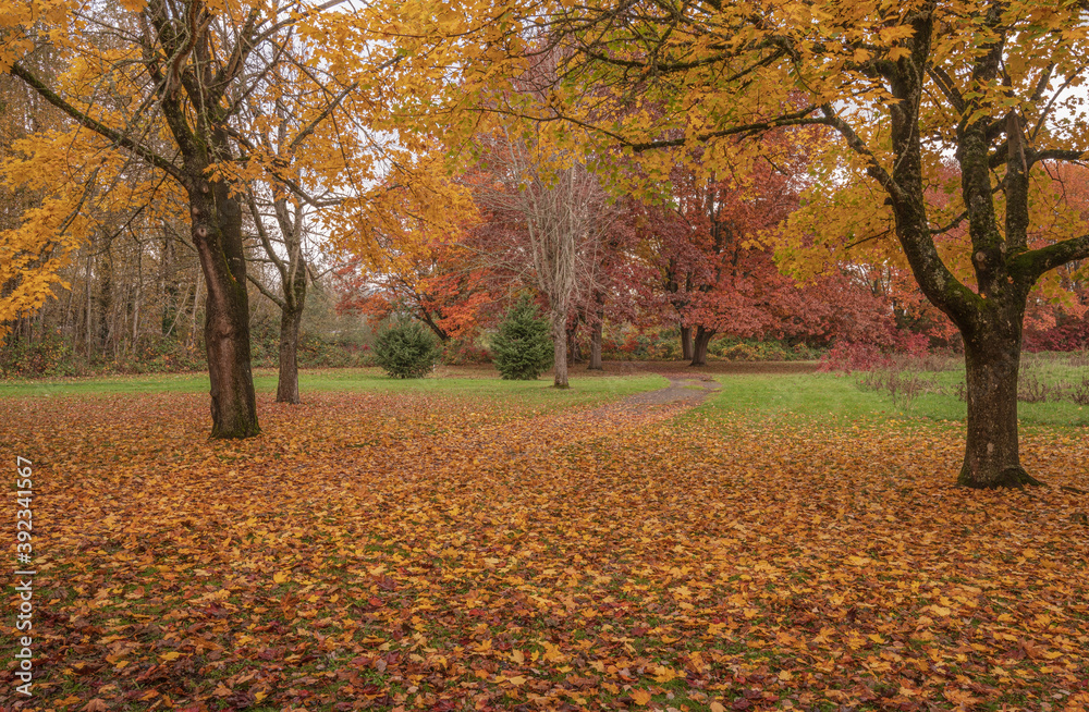 Golden Autumn in a public park Gresham Oregon. Golden Autumn in a public park Gresham Oregon.