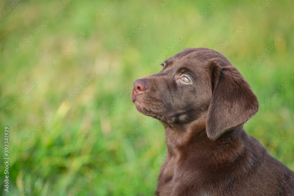 Junger brauner Labrador Welpe auf einer Wiese Junger brauner Labrador Welpe auf einer Wiese