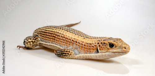 Braune Schildechse, Sudan-Schildechse (Broadleysaurus major) - Sudan plated lizard photo