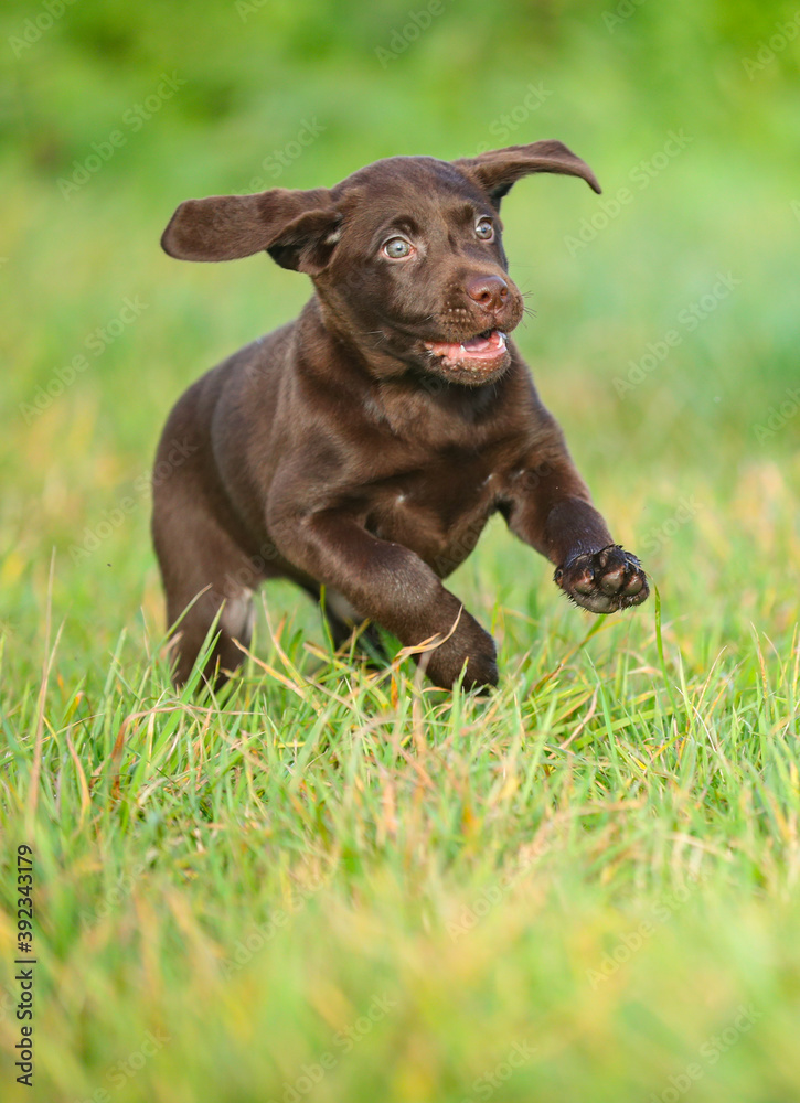 Junger brauner Labrador Welpe auf einer Wiese Junger brauner Labrador Welpe auf einer Wiese