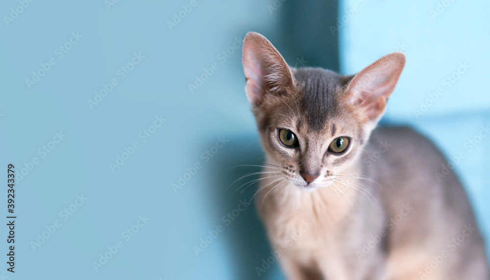 Portrait Young funny abyssinian cat blue color on a turquoise background. Kitten postcard concept. Minimalism. Close up. Pet