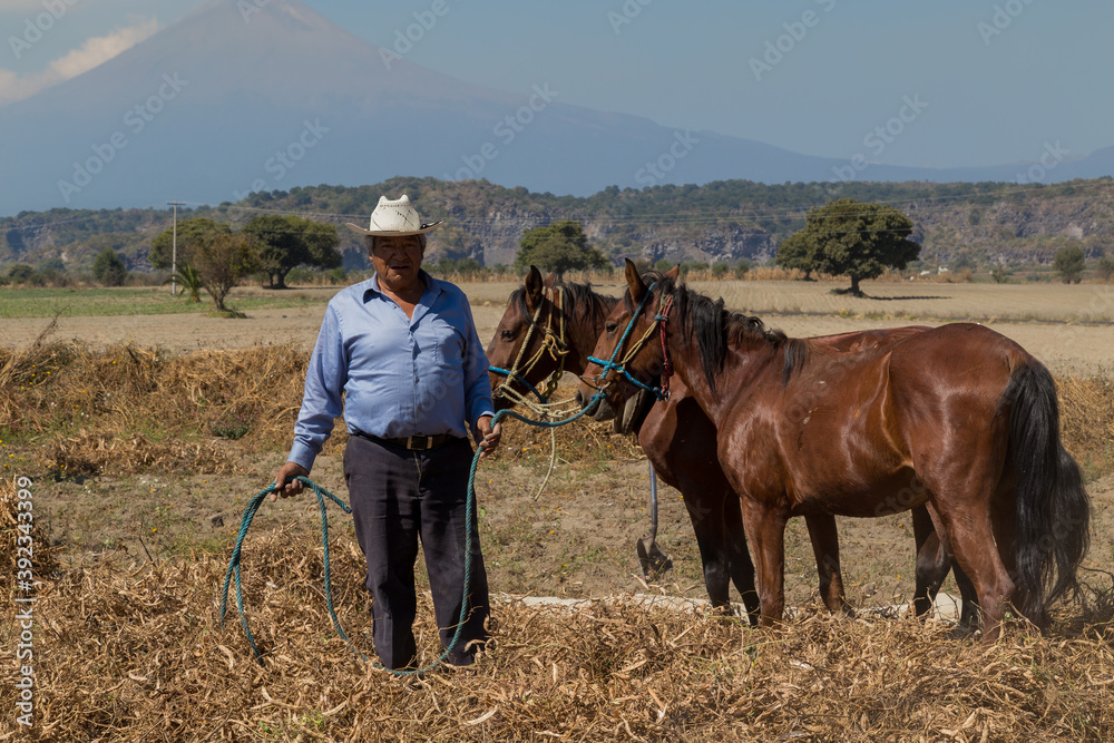 hispanic farmer harvesting with horses organic bean hispanic farmer harvesting with horses organic bean