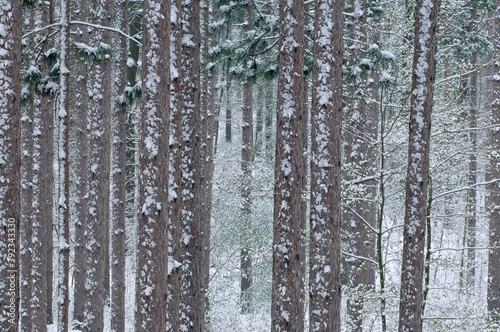 Landscape of spring forest flocked with snow  Yankee Springs State Park  Michigan  USA
