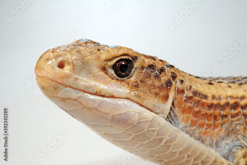 Sudan plated lizard // Braune Schildechse, Sudan-Schildechse (Broadleysaurus major)  photo