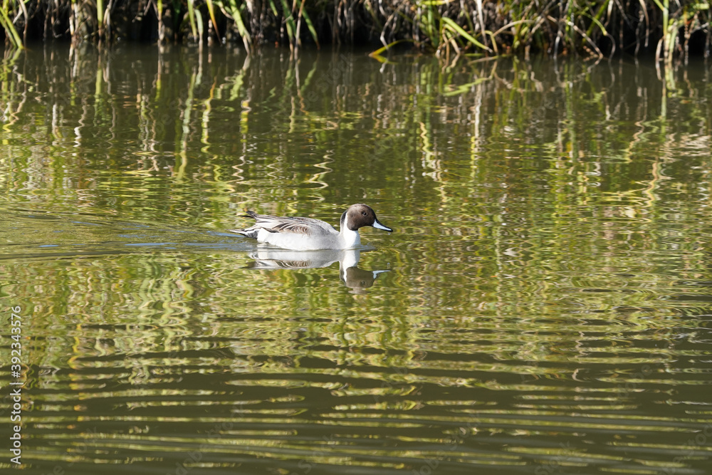 northern pintail in water