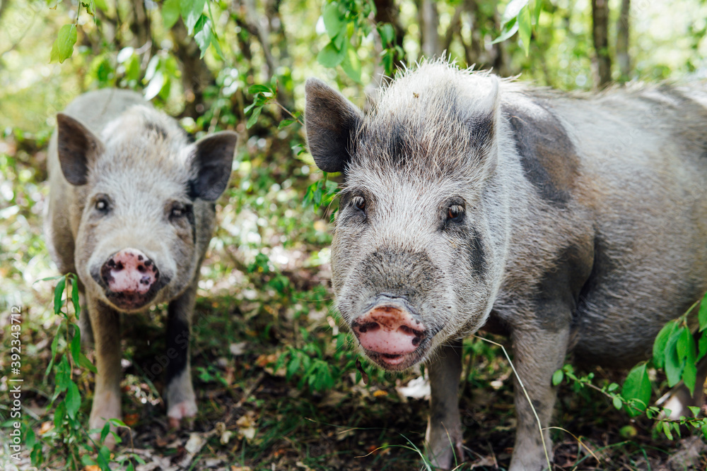 Two wild boar pig pigs in the woods Two wild boar pig pigs in the woods